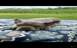 French Bulldog dogs for sale: Sterling - Image 6