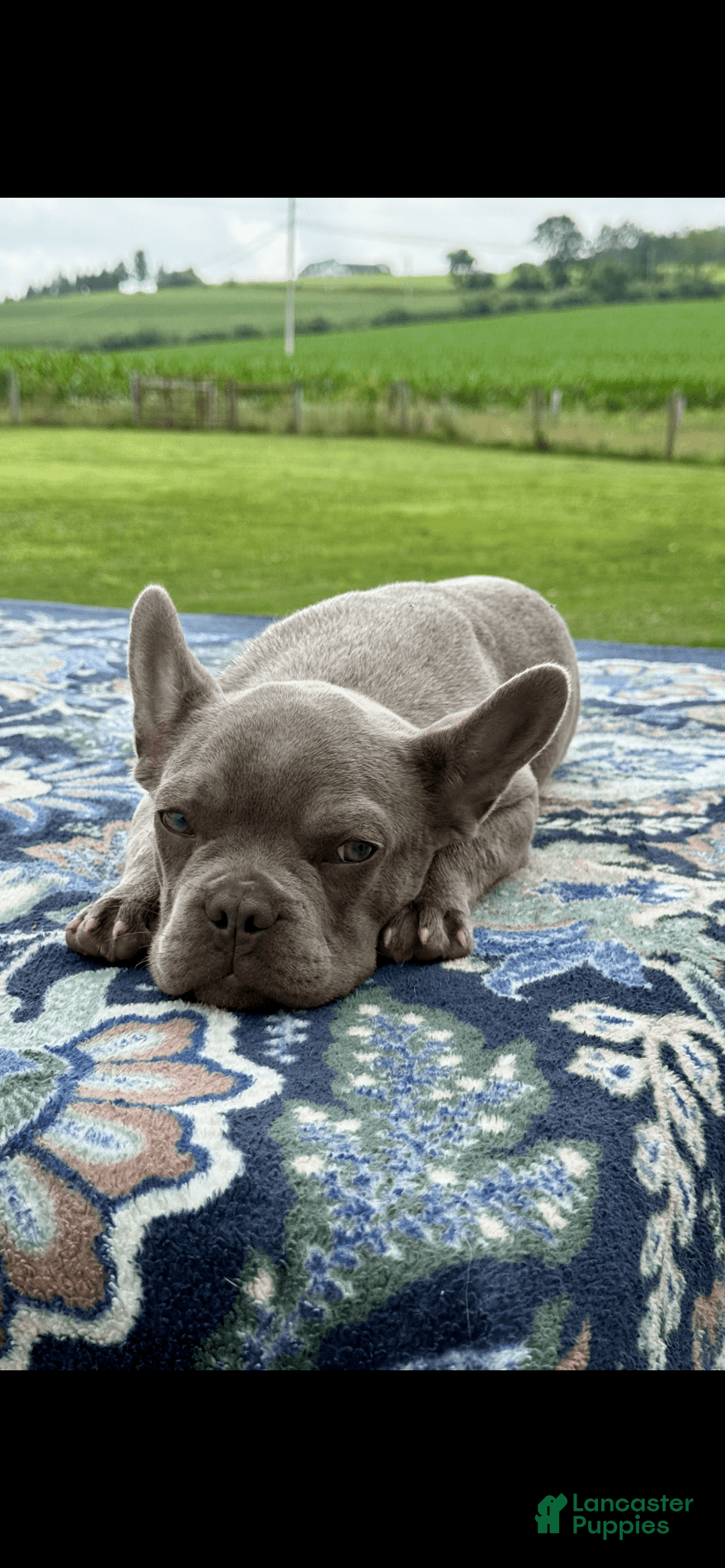 French Bulldog dogs for sale: Sterling - Image 6