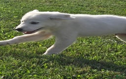 Great Pyrenees dogs for sale: Sam - Image 1