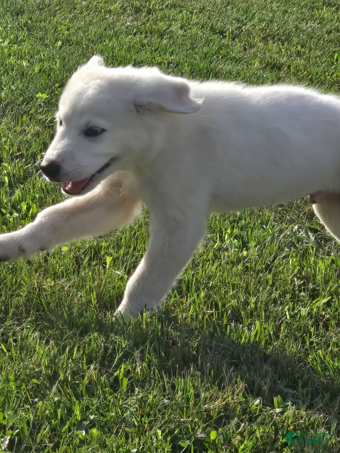 Great Pyrenees dogs for sale: Sam - Image 1