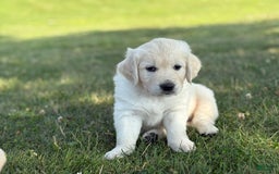 Golden Retriever dogs for sale: Red - Image 5