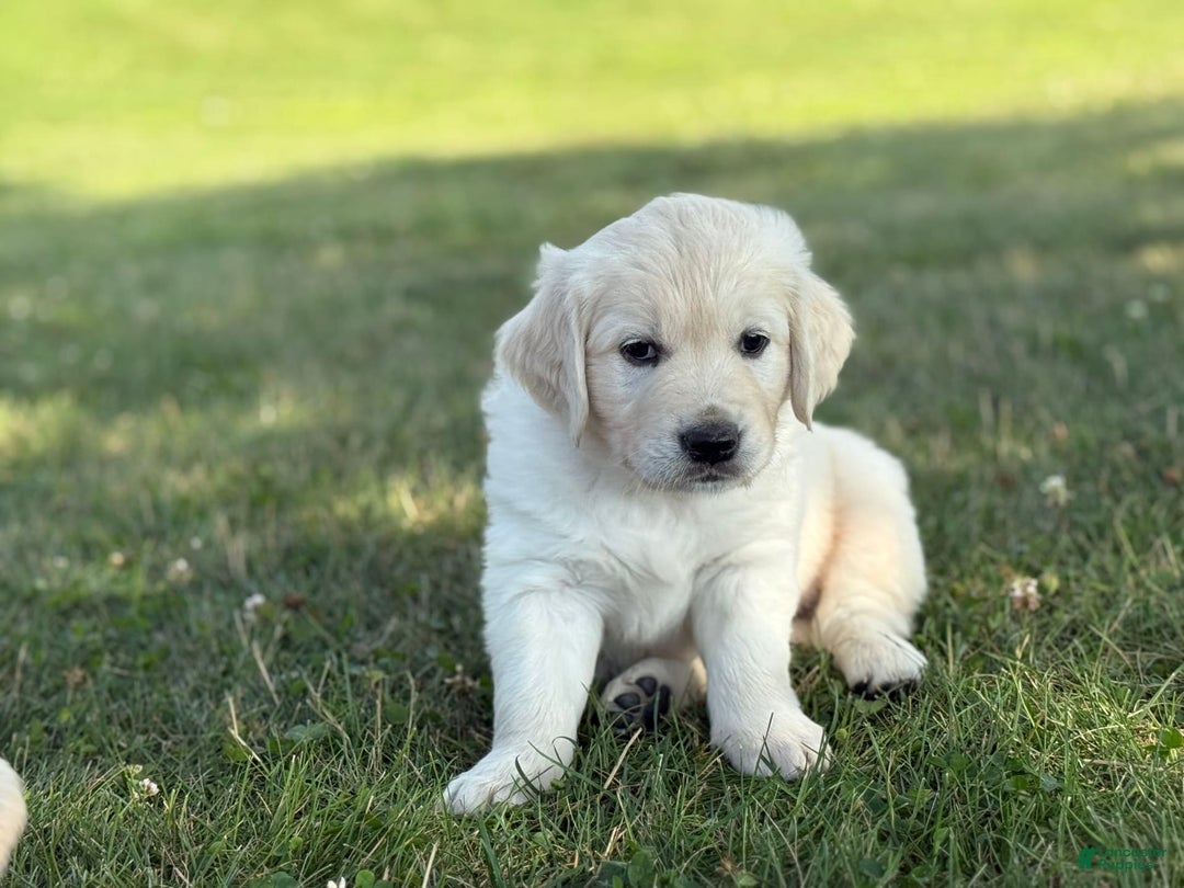 Golden Retriever dogs for sale: Red - Image 5