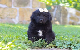 Newfoundland dogs for sale: Nala - Image 2
