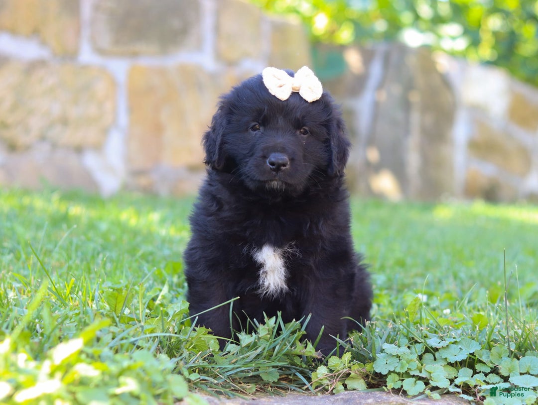 Newfoundland dogs for sale: Nala - Image 2