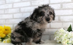 Mini Aussiedoodle dogs for sale: Ralph - Image 3
