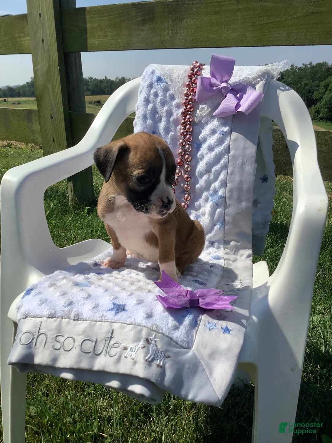 Boxer dogs for sale: Bella - Image 6