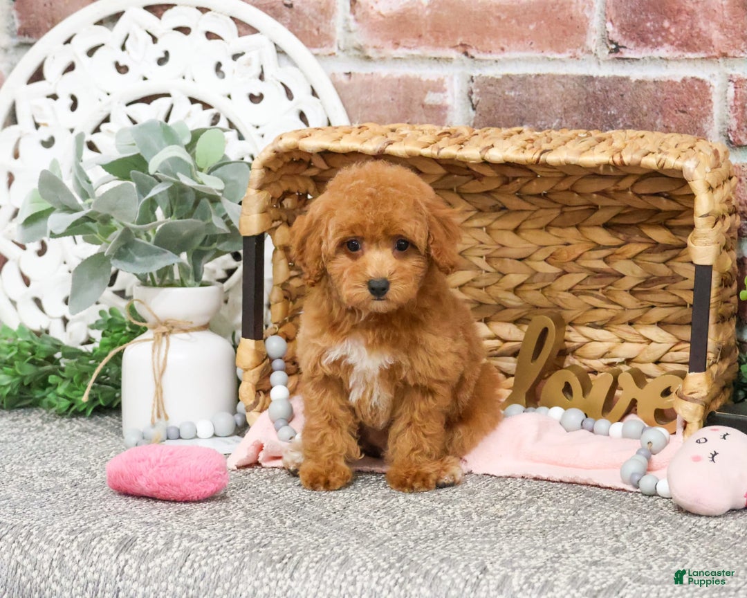 Miniature Poodle dogs for sale: Gabriela - Image 9