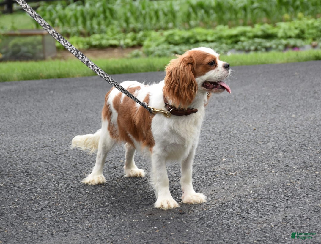 Cavalier King Charles Spaniel dogs for sale: Remi - Image 5