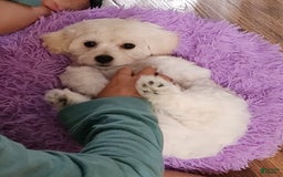 Cavachon dogs for sale: Destin - Image 11