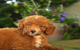 Miniature Poodle dogs for sale: Red - Image 1