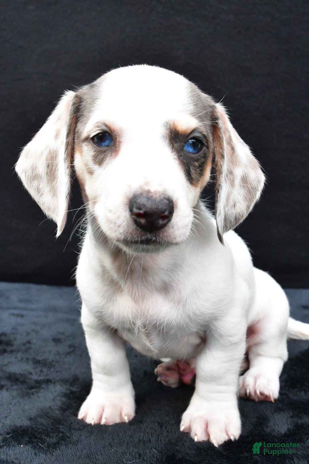 Miniature Dachshund dogs for sale: Jessica - Image 4