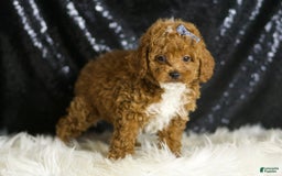 Toy Poodle dogs for sale: Eric - Image 5