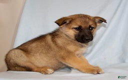 German Shepherd dogs for sale: Tiny - Image 5