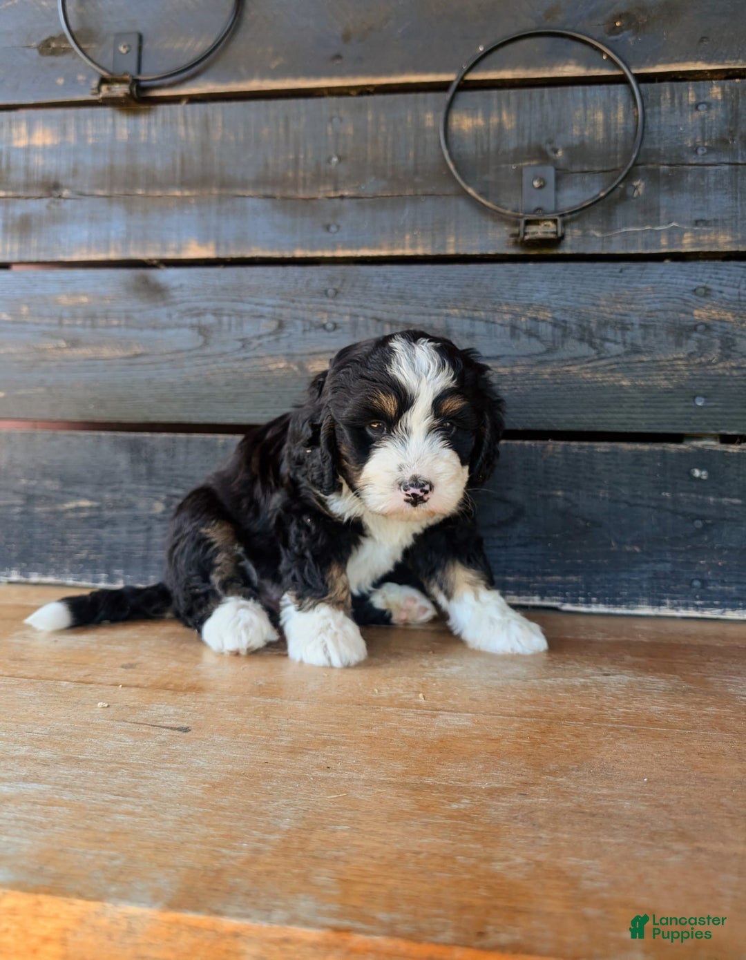 Mini Bernedoodle dogs for sale: Hazel - Image 4