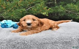 Mini Goldendoodle dogs for sale: Dancer - Image 21