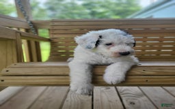 Old English Sheepdog dogs for sale: Indigo - Image 7