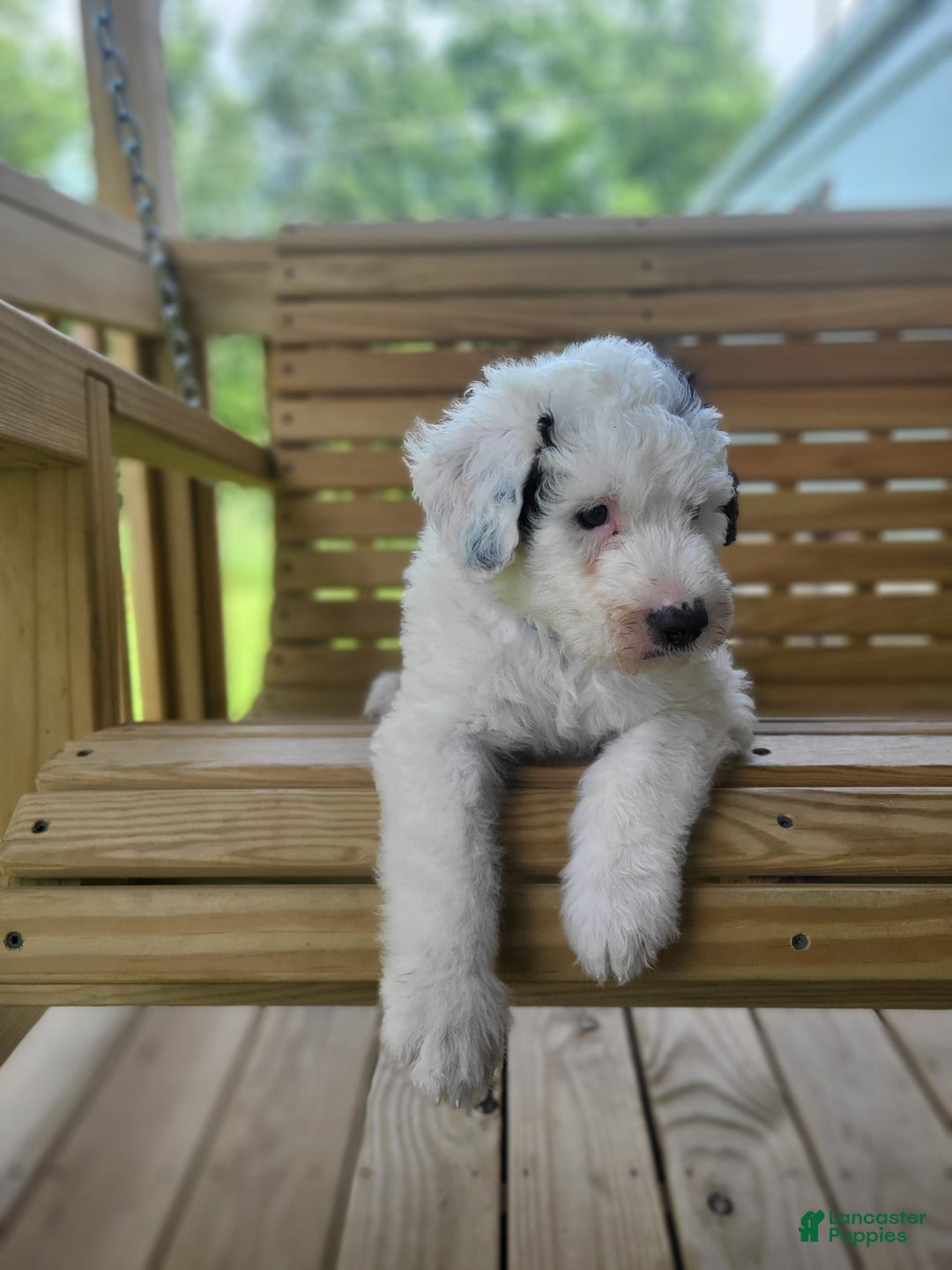 Old English Sheepdog dogs for sale: Indigo - Image 7