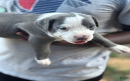 American Bully dogs for sale: Pretty Girl - Image 1