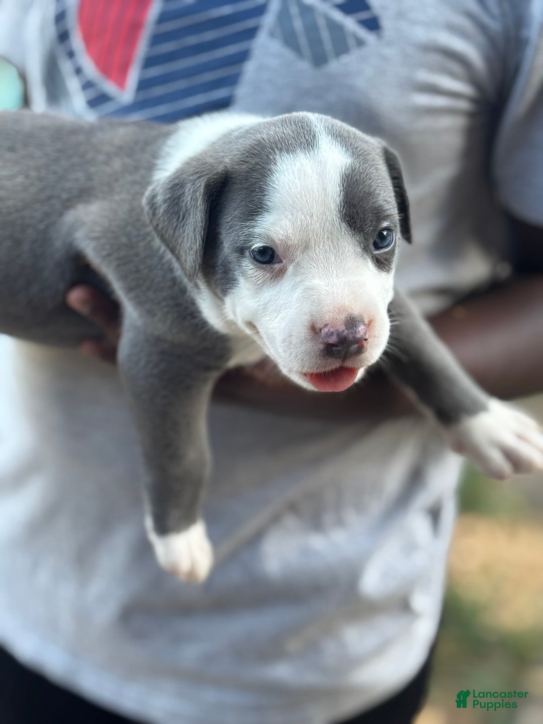 American Bully dogs for sale: Pretty Girl - Image 1