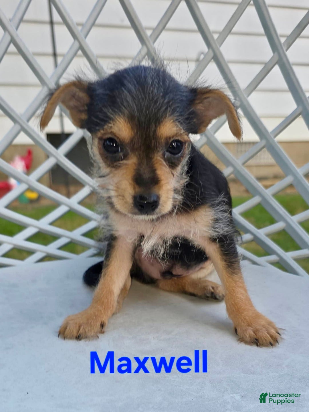Chihuahua dogs for sale: Maxwell - Image 3