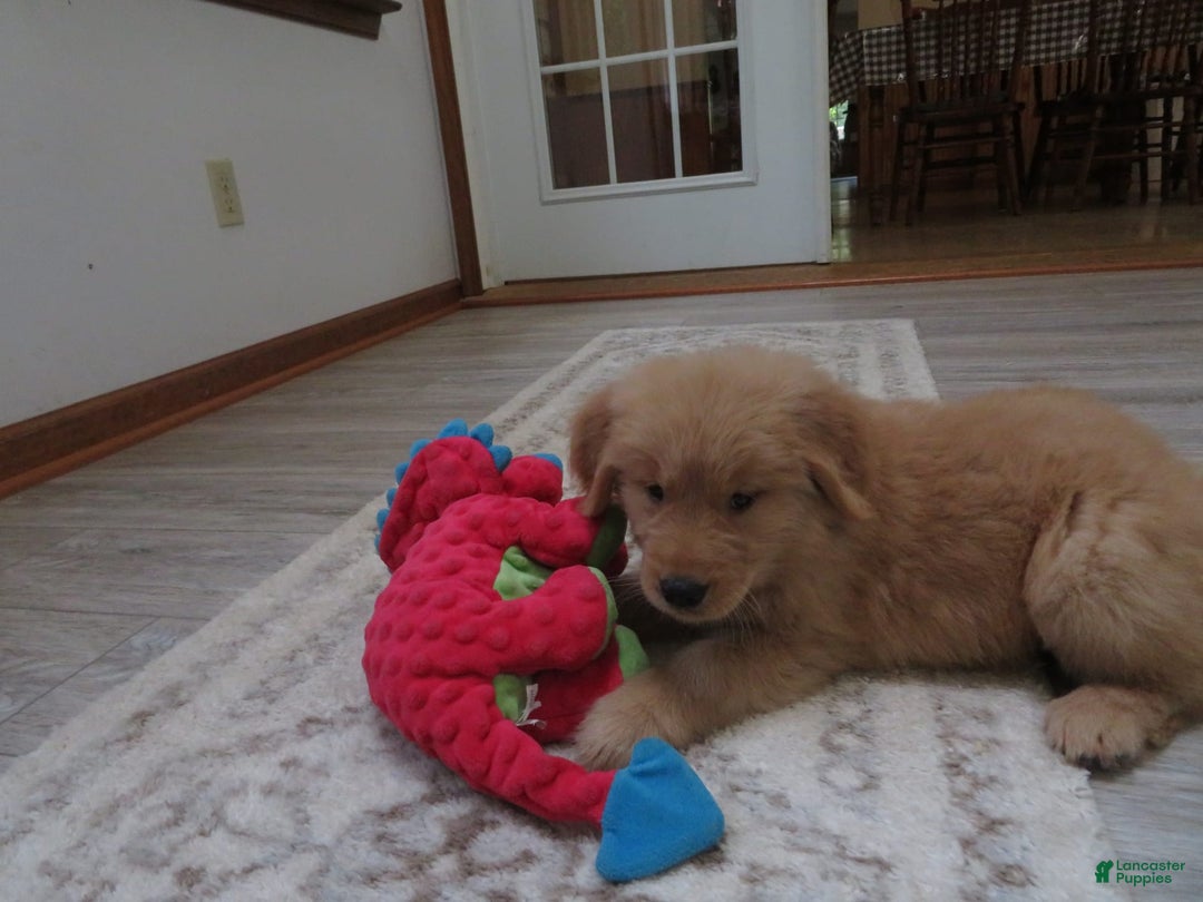 Golden Retriever dogs for sale: Starburst - Image 24