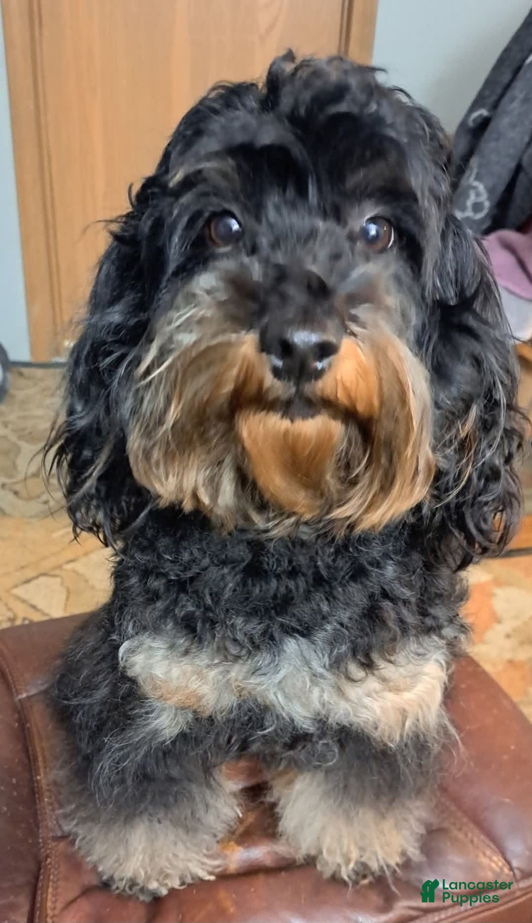 Mini Aussiedoodle dogs for sale: HONEY - Image 8