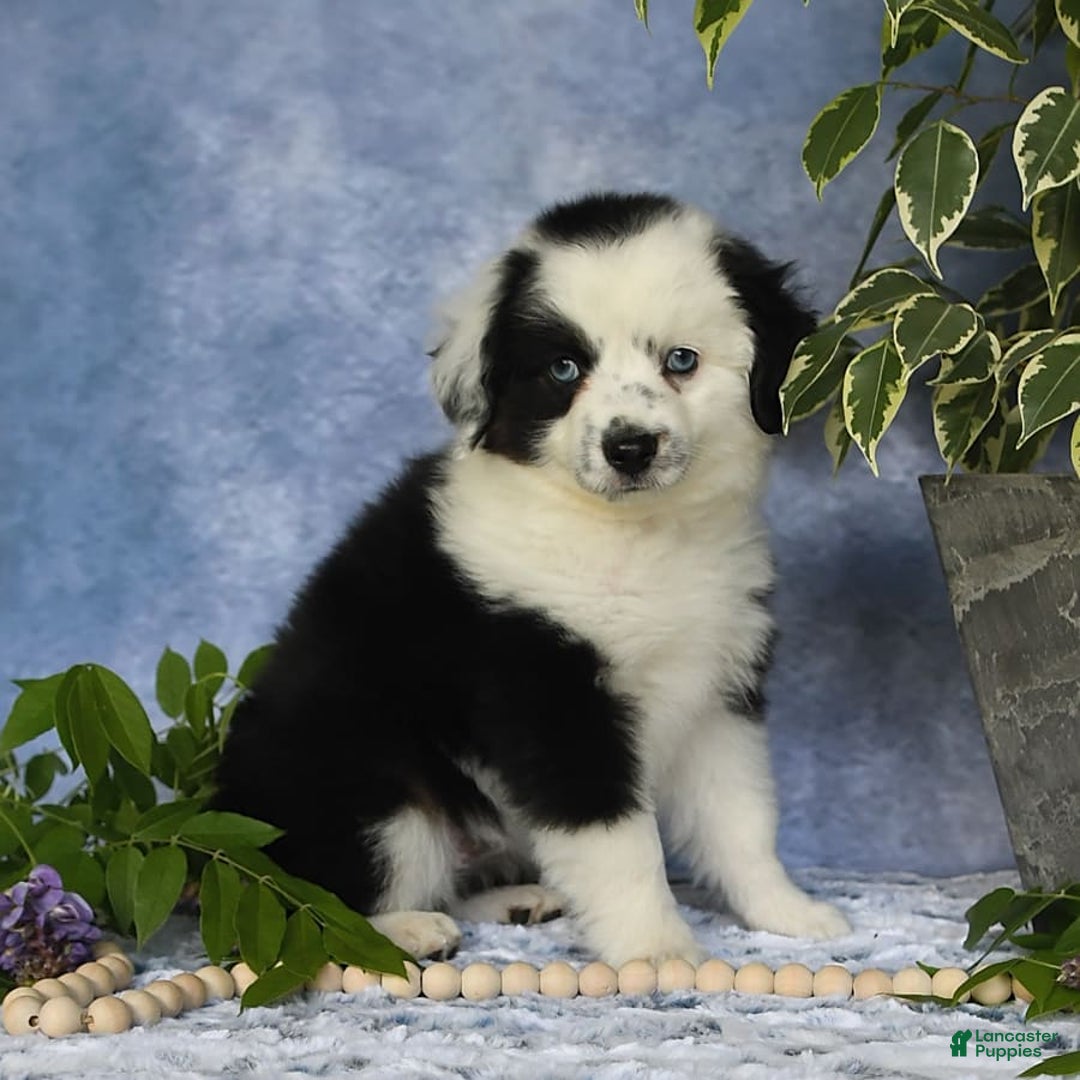 Miniature Australian Shepherd dogs for sale: Axel Toy - Image 27