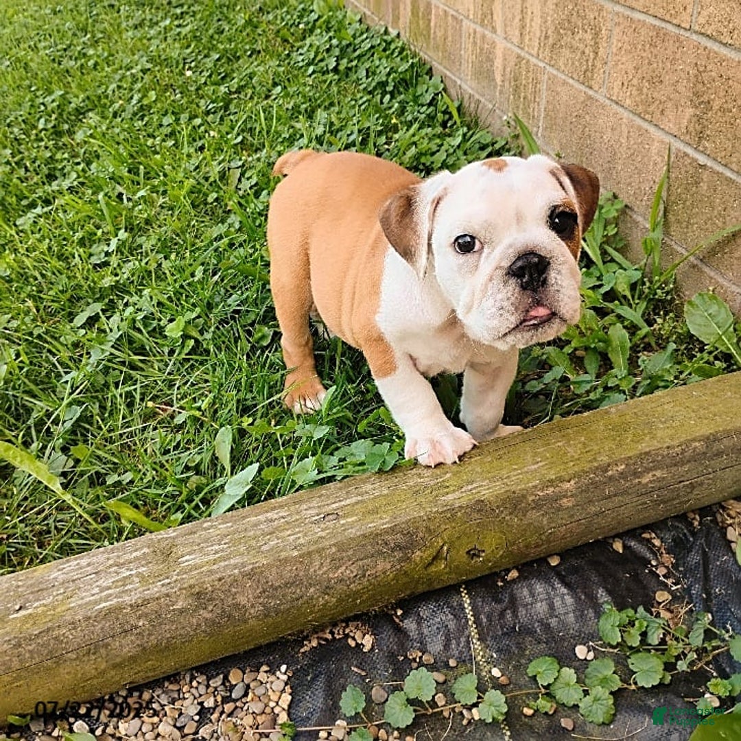 English Bulldog dogs for sale: Rumble - Image 14