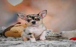 Chihuahua dogs for sale: Camila - Image 4