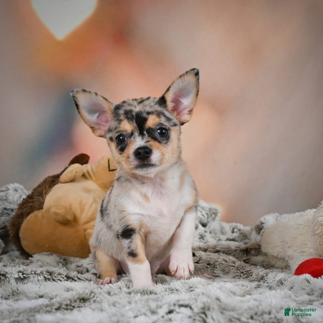 Chihuahua dogs for sale: Camila - Image 4
