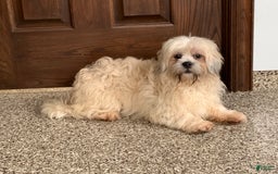 Lhasa Apso dogs for sale: Heather - Image 7