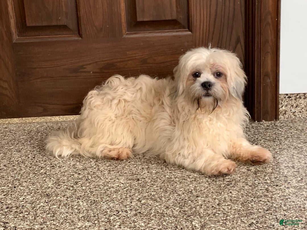 Lhasa Apso dogs for sale: Heather - Image 7