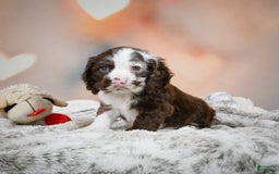 Cocker Spaniel dogs for sale: Jake - Image 5