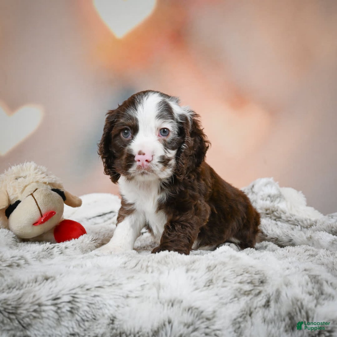Cocker Spaniel dogs for sale: Jake - Image 5