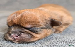 Shorkie dogs for sale: Parker - Image 10