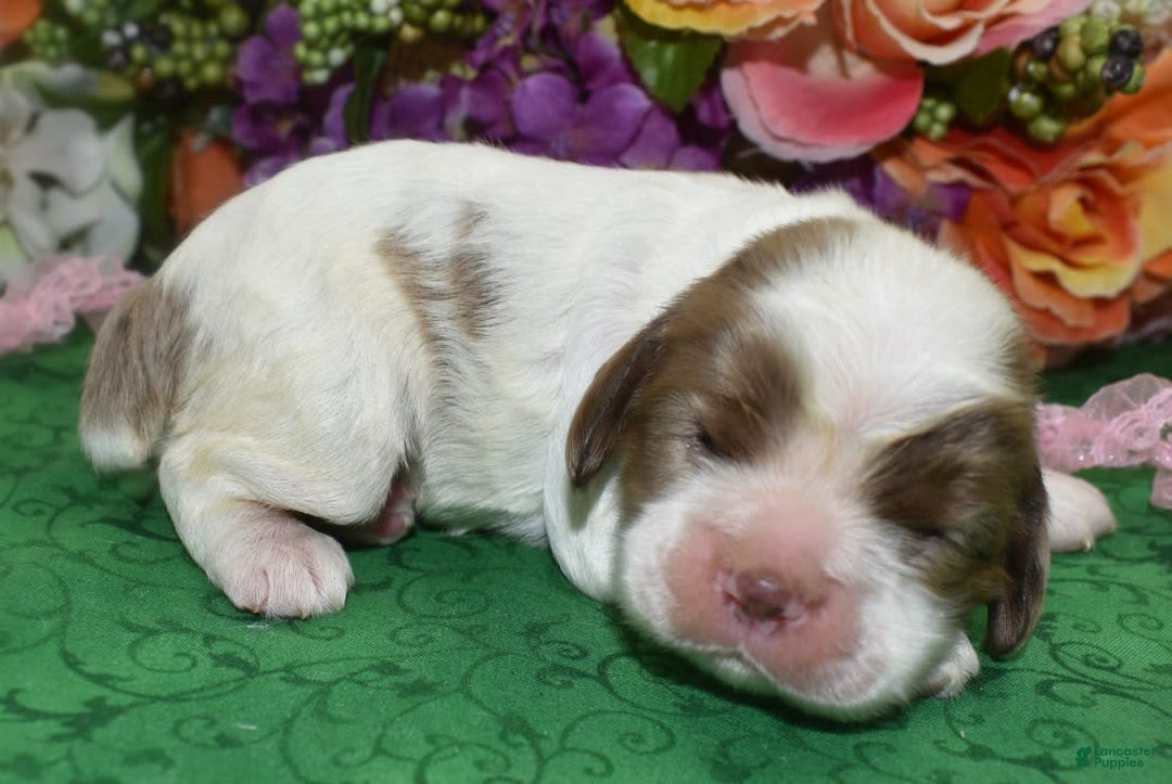 Cocker Spaniel dogs for sale: Brandychocolatetanpartimerlecockerpuppy - Image 7