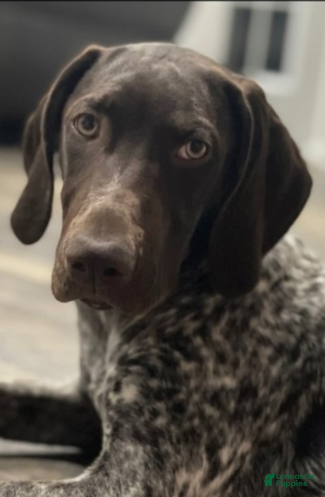 German Shorthaired Pointer dogs for sale: Bow - Image 5