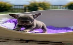 French Bulldog dogs for sale: Kendra - Image 1