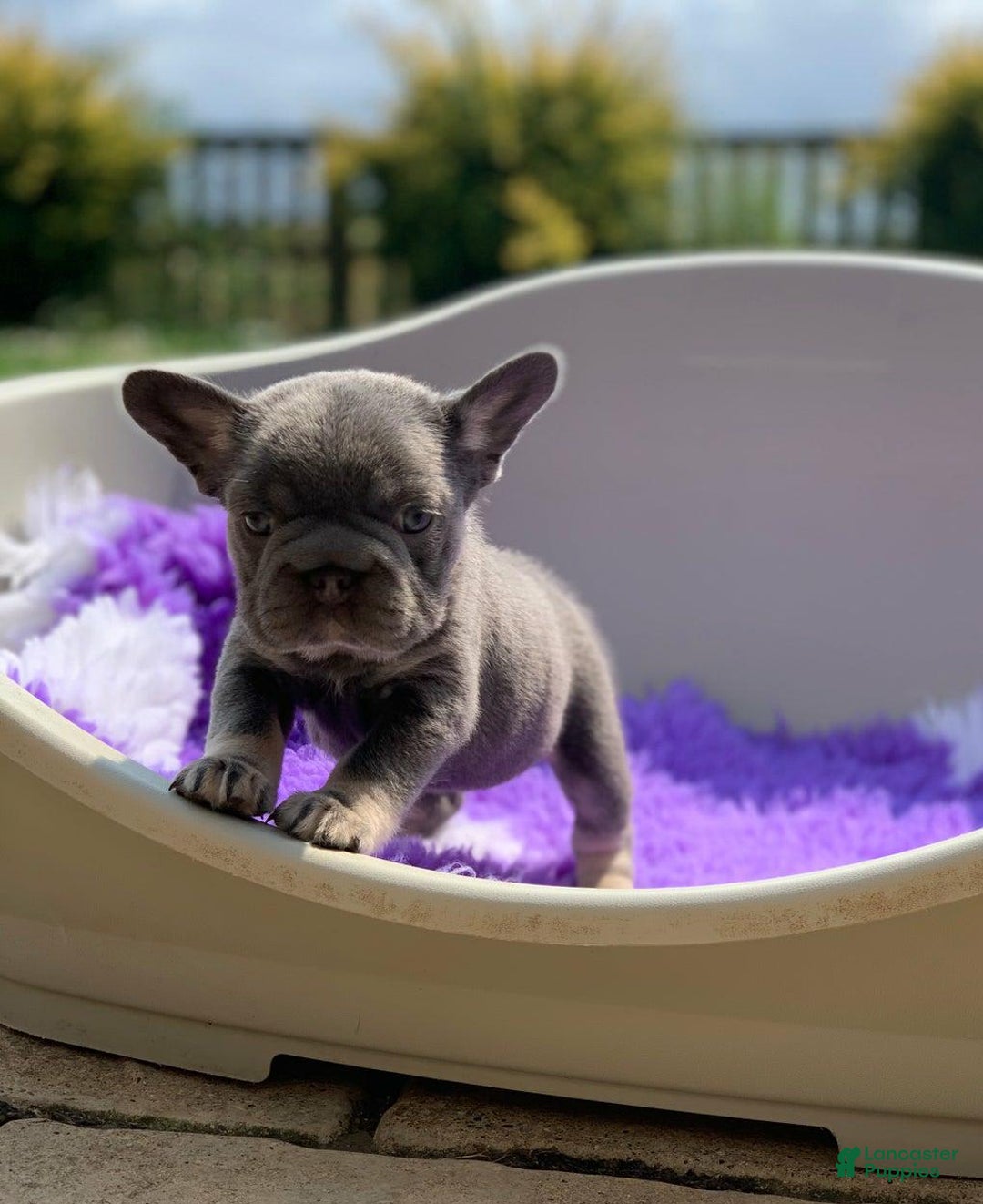 French Bulldog dogs for sale: Kendra - Image 1