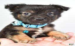 French Bulldog dogs for sale: Clifford - Image 2