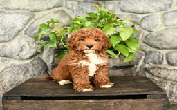 Cockapoo dogs for sale: Sparkey - Image 1