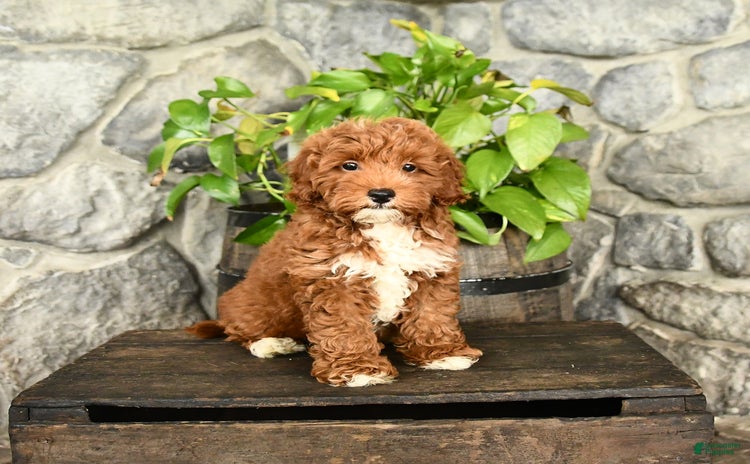 Cockapoo dogs for sale - Ad 1