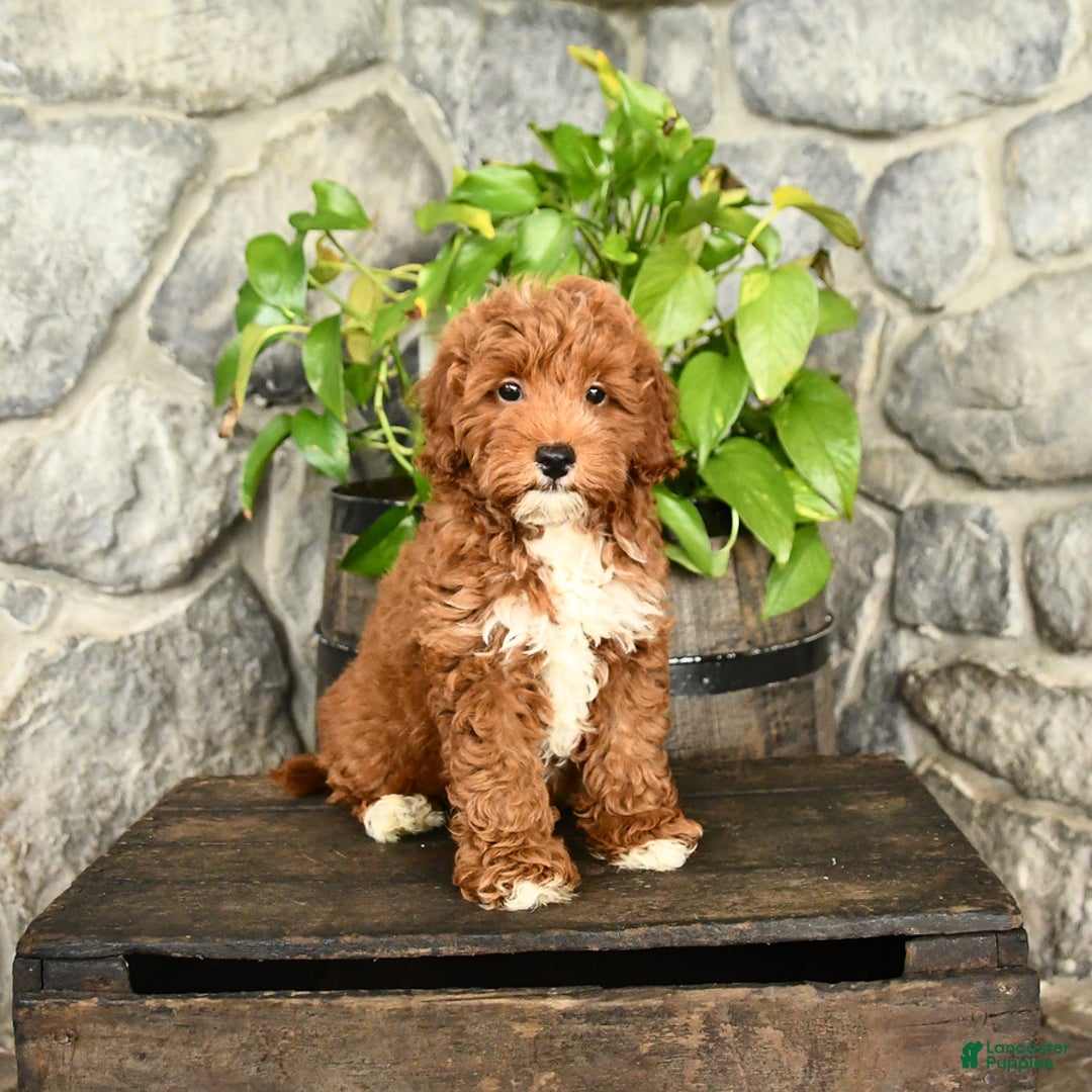 Cockapoo dogs for sale: Sparkey - Image 1