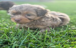 Aussiedoodle dogs for sale: Reagan - Image 7