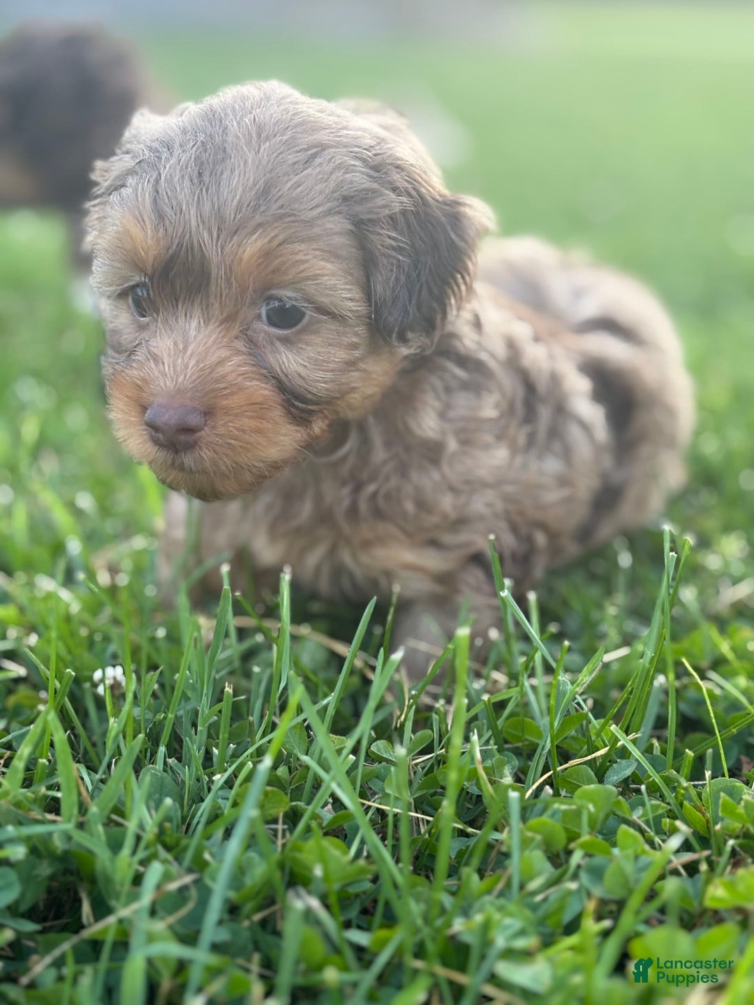 Aussiedoodle dogs for sale: Reagan - Image 7