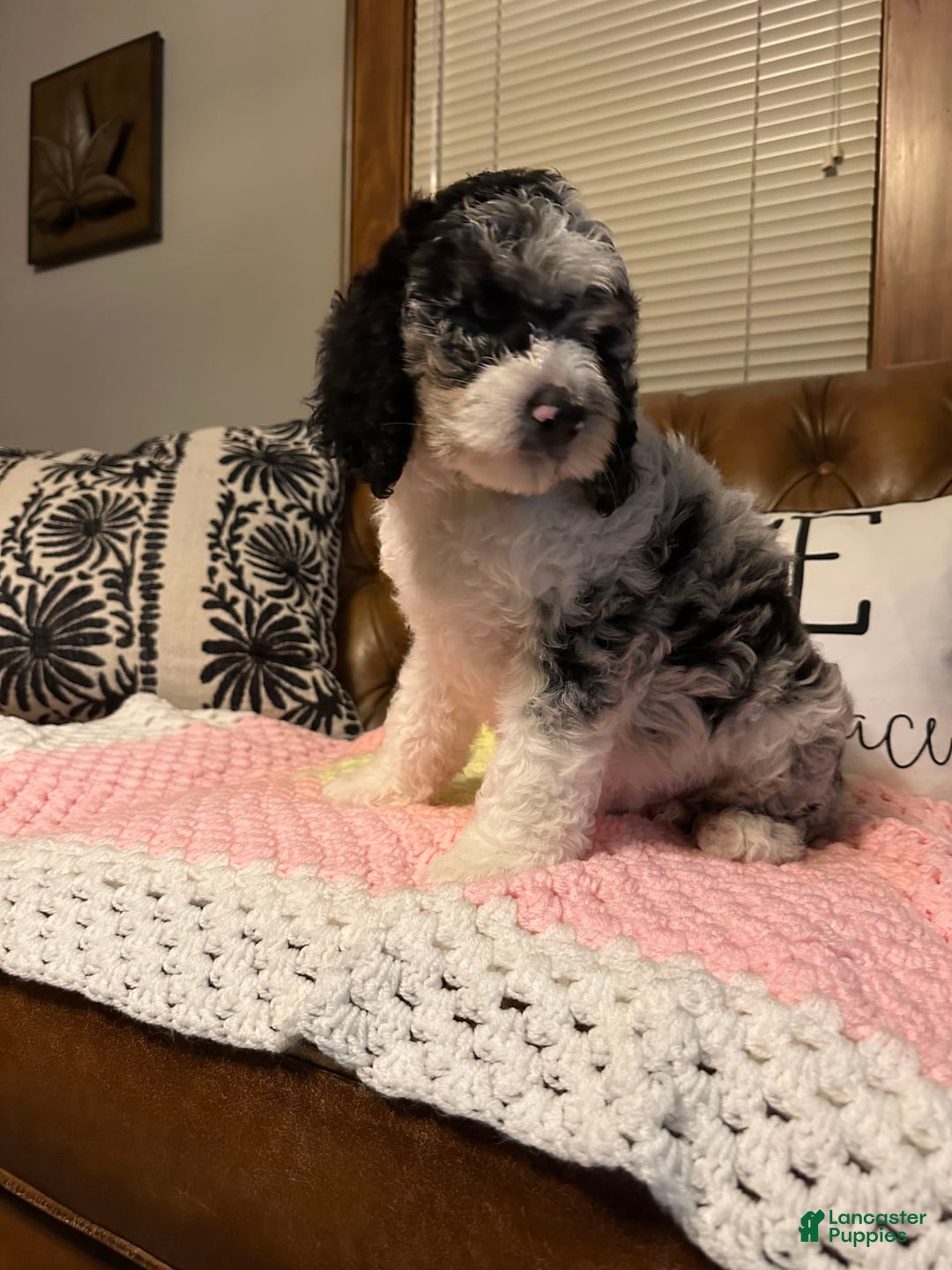 Labradoodle dogs for sale: Multigenerational Coco - Image 13