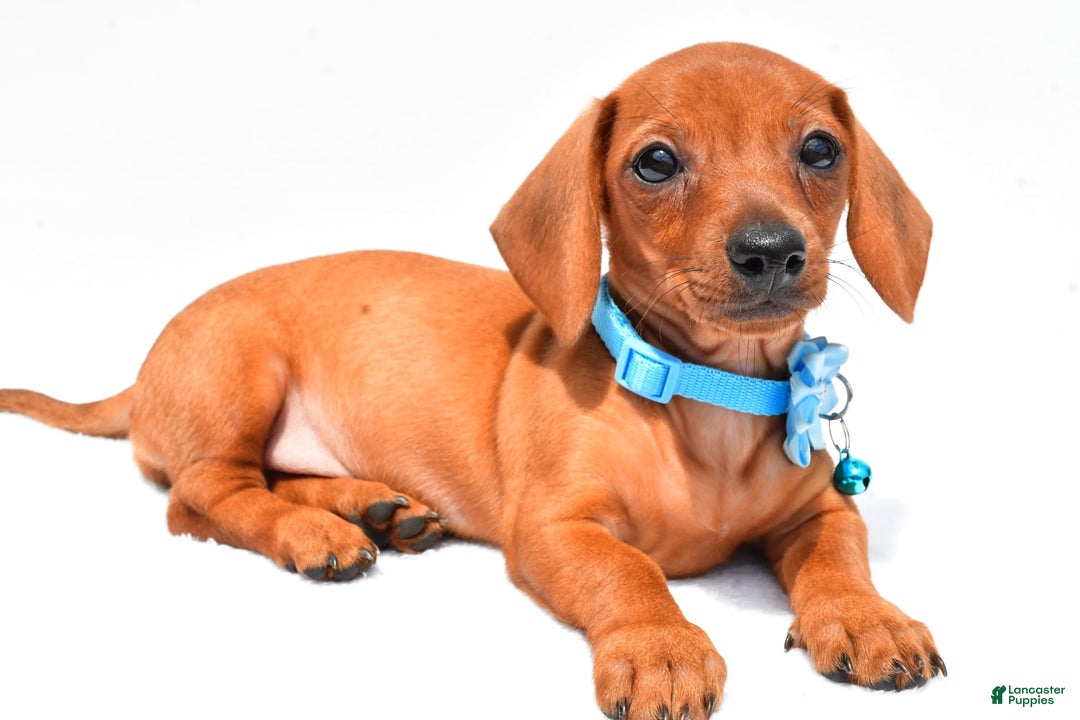 Miniature Dachshund dogs for sale: Isabella - Image 2