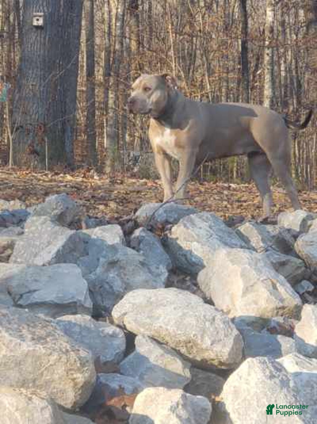 American Bully dogs for sale: Socks - Image 126