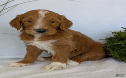 Goldendoodle dogs for sale: Mikey - Image 14