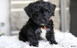 Yorkiepoo dogs for sale: Roo - Image 3